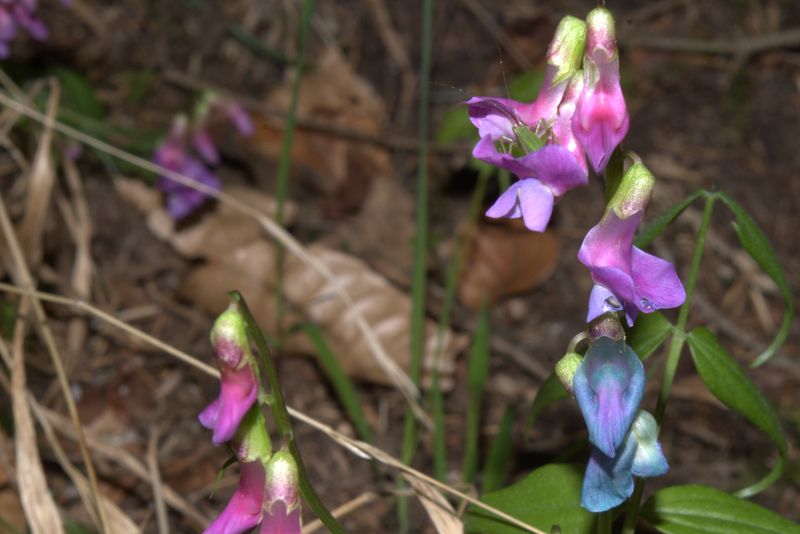 Lathyrus vernus / Cicerchia primaticcia